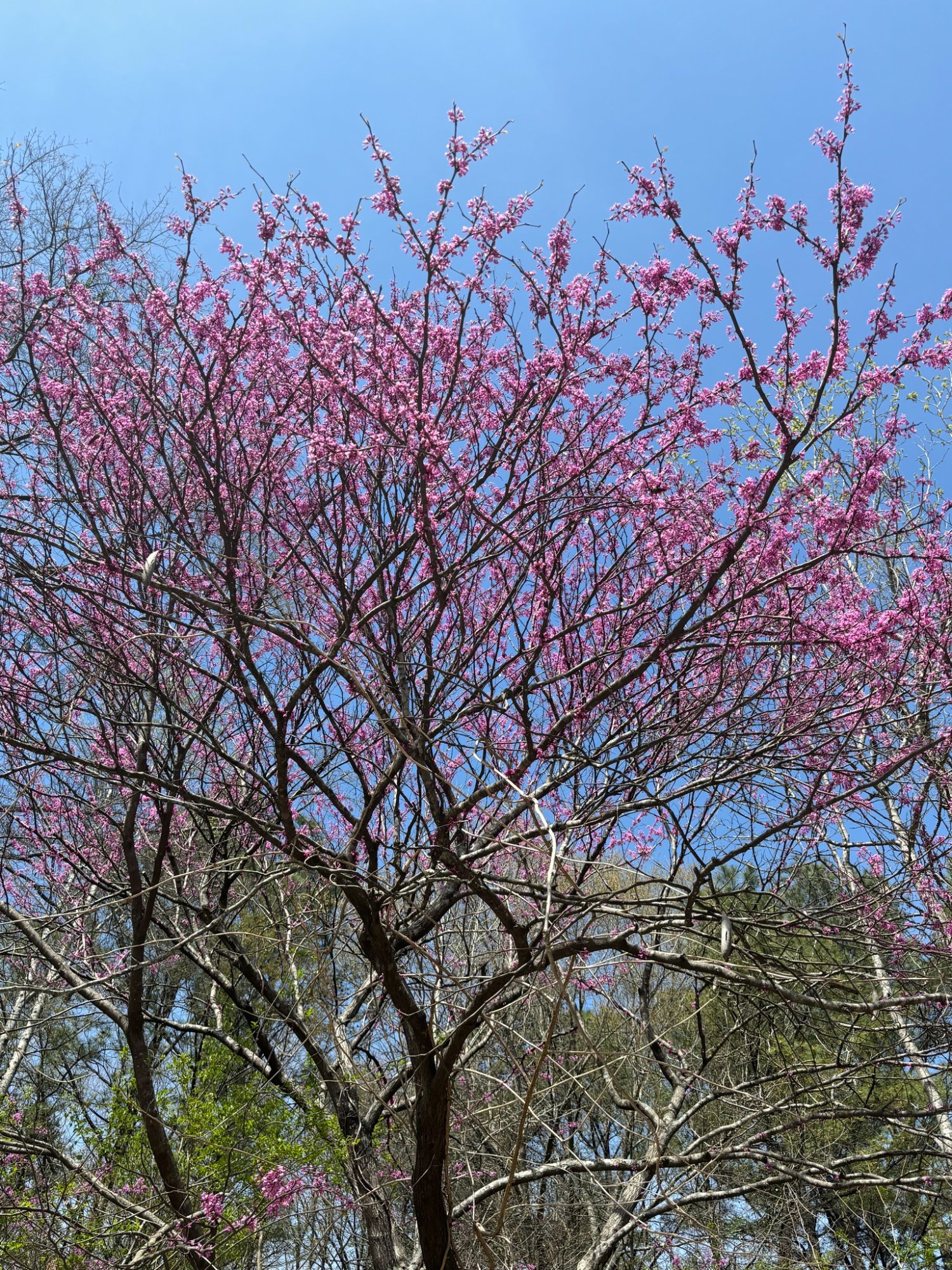 Parking Lots & Paved Surfaces