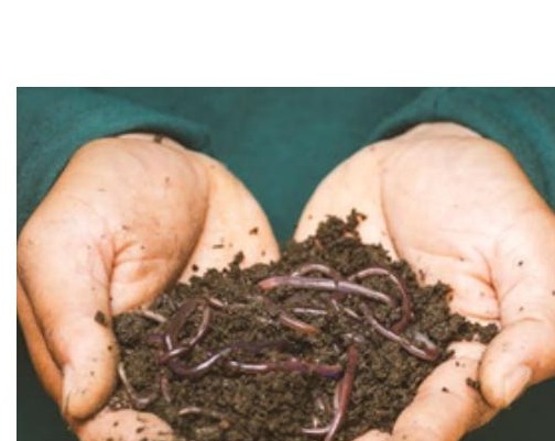 Hands holding native soil with earthworms